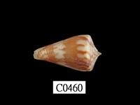 藏品(船長芋螺)的圖片